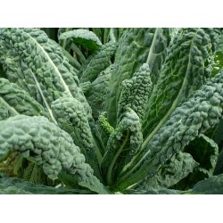 Couve Toscana ORGÂNICA (Kale) - 50 Sementes