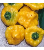 Pimenta Jamaican Yellow - 20 Sementes