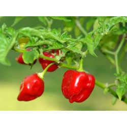 Pimenta Habanero Red: 40 Sementes