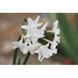 Narciso Branco - 4 Bulbos