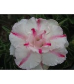 Rosa do Deserto - Adenium Obesum - Full Money Home - 5 Sementes