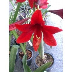 Amaryllis Carina (Tulipa Brasileira) - 1 Bulbo
