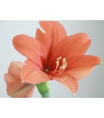 Amaryllis Desire (Tulipa Brasileira) - 1 Bulbo