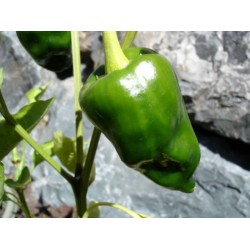Pimenta Ancho - 10 Sementes