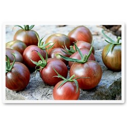 Tomate Black Cherry (Cereja Preto) - ORGÂNICO - 20 Sementes