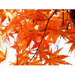 Bordô Japonês (Tatarian Maple): 10 Sementes