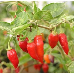 Pimenta Hot Pepper Lantern: 20 Sementes