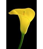 Copo de Leite Amarelo (callas) - 1 Bulbo