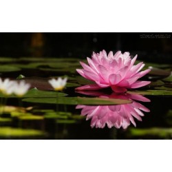 Flor de Lotus Sortida - 4 Sementes