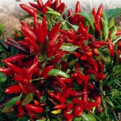 Pimenta Etna Ornamental - Hot Pepper Etna - 15 Sementes 