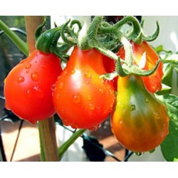 Tomate Red Pear - 20 Sementes