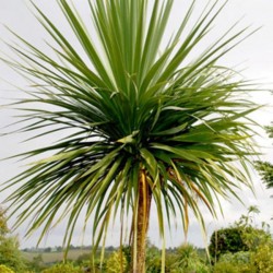 Palmeira Australis: 10 Sementes 