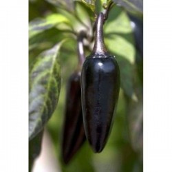 Pimenta Hungarian Black: 20 Sementes
