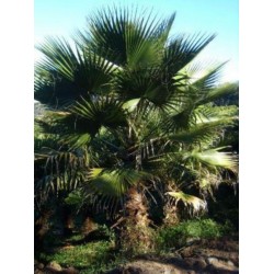Palmeira Leque do México: 3 Sementes 