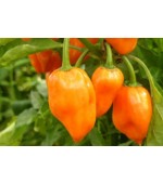 Pimenta Orange Habanero: 20 Sementes
