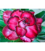 Rosa do Deserto - Adenium Obesum - Red Bow - 5 Sementes