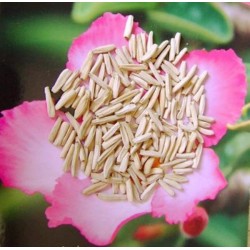 Rosa do Deserto - Adenium obesum - Pink - 5 Sementes