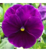 Amor Perfeito Purple Dinamite: 15 Sementes