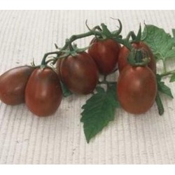 Tomate Black Plum - 20 Sementes