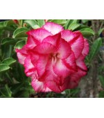 Rosa do Deserto - Adenium obesum - Triple Amazing - 5 Sementes