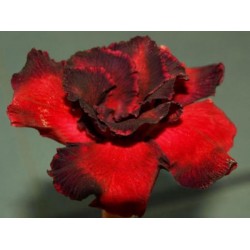 Rosa do Deserto - Adenium obesum - Vermiliont - 5 Sementes