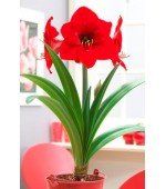 Amaryllis (Tulipa Brasileira) Red Knight - 1 Bulbo