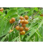 Saboeiro - Sapindus saponaria - 5 Sementes