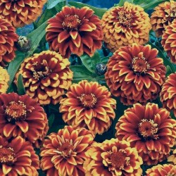 Zinnia Persa Anã Sortida: 15 Sementes