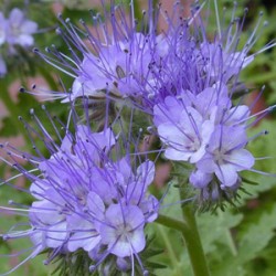 Facélia Azul: 20 Sementes