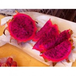 Pitaya Vermelha (Dragon Fruit) - Rara: 15 Sementes