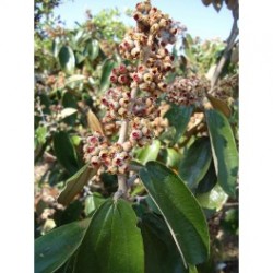 Canela De Velho Para Chá 20g