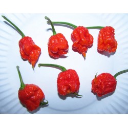 Pimenta Carolina Reaper - 5 Sementes (Pimenta + Forte do Mundo 2014)