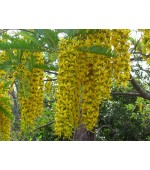 Canafístula - Cassia ferruginea - 5 Sementes