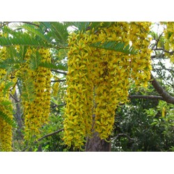 Canafístula - Cassia ferruginea - 5 Sementes