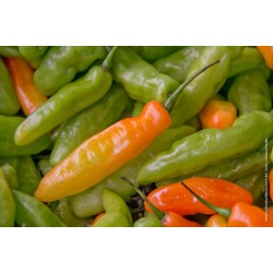 Pimenta Murupi: 20 Sementes