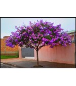 Quaresma-Roxa - Tibouchina granulosa - 100 Sementes