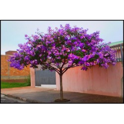 Quaresma-Roxa - Tibouchina granulosa - 100 Sementes