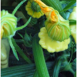 Abóbora Finger Yellow Squash - 7 Sementes 