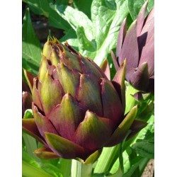 Alcachofra Violeta - 10 Sementes