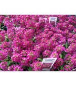 Alyssum Rosa: 20 Sementes