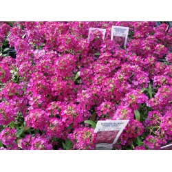 Alyssum Rosa: 20 Sementes