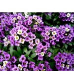 Alyssum Violeta: 20 Sementes