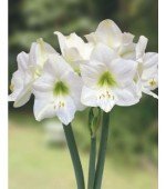 Amaryllis Intokazie (Tulipa Brasileira) - 1 Bulbo
