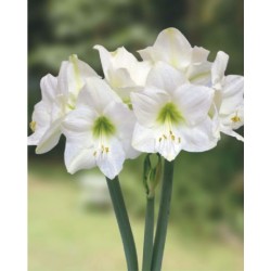 Amaryllis Intokazie (Tulipa Brasileira) - 10 Bulbo