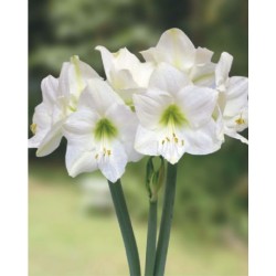 Amaryllis Intokazie (Tulipa Brasileira) - 1 Bulbo