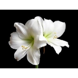 Amaryllis Intokazie (Tulipa Brasileira) - 1 Bulbo