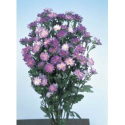 Aster Serenata Lavanda - 15 Sementes