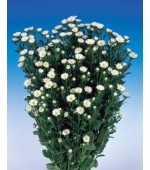 Aster Serenata Branco - 15 Sementes