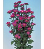 Aster Serenata Rosa - 15 Sementes