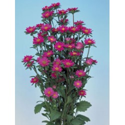 Aster Serenata Rosa - 15 Sementes